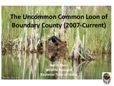 The Uncommon Common Loon of Boundary CountyCurrent) Norm Merz Wildlife Biologist Kootenai Tribe of Idaho