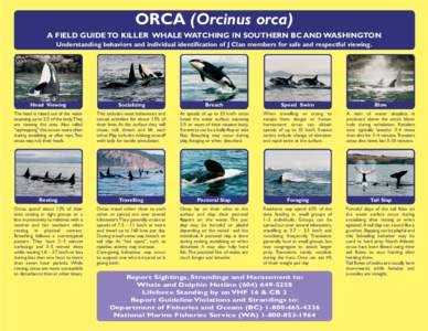 ORCA (Orcinus orca) A FIELD GUIDE TO KILLER WHALE WATCHING IN SOUTHERN BC AND WASHINGTON Understanding behaviors and individual identification of J Clan members for safe and respectful viewing. Head Viewing