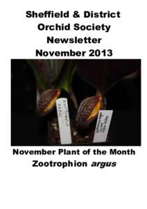 Sheffield & District Orchid Society Newsletter NovemberNovember Plant of the Month