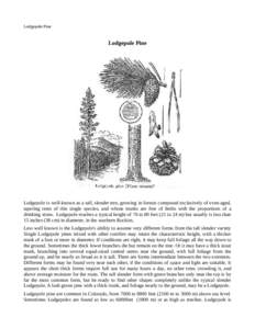 Lodgepole Pine  Lodgepole Pine Lodgepole is well-known as a tall, slender tree, growing in forests composed exclusively of even-aged, tapering trees of this single species, and whose trunks are free of limbs with the pro