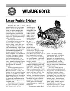 WILDLIFE NOTES Lesser Prairie-Chicken Flap-flap, then glide. A lesser prairie-chicken flies over a sand dune, a shadow on the flat landscape. In spring mornings and evenings, these birds display a