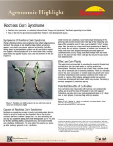    Rootless Corn Syndrome • Rootless corn syndrome, occasionally referred to as “floppy corn syndrome,” has been appearing in corn fields. • Now is the time for growers to evaluate their fields for root developm