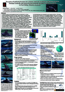 Presence of epidermal lesions in resident southern Australian bottlenose dolphins Tursiops australis and short-beaked common dolphins Delphinus delphis Poster no in Port Phillip, Victoria, Australia P 04