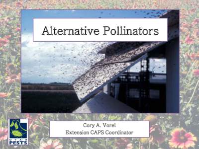 Alternative Pollinators  Cory A. Vorel Extension CAPS Coordinator  “Alternative” vs. “Native” Pollinators