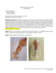 Protostome / Longfin Inshore Squid / Gladius / Loligo / Loliginidae / Cephalopod / Squid / Zoology / Phyla