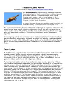 Facts about the Kestrel facts/image found on-line at http://en.wikipedia.org/wiki/American_Kestrel The American Kestrel (Falco sparverius), sometimes colloquially known as the Sparrow Hawk, is a small falcon, and the onl