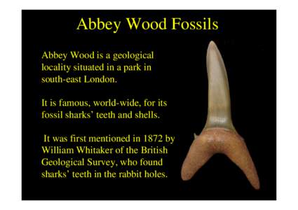 Abbey Wood Fossils Abbey Wood is a geological locality situated in a park in south-east London. It is famous, world-wide, for its fossil sharks’ teeth and shells.