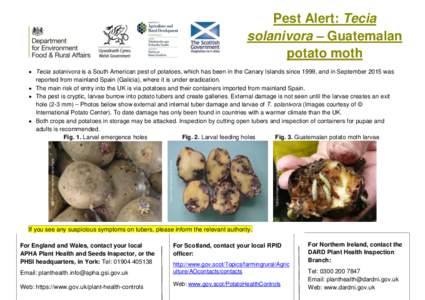 Pest Alert: Tecia solanivora – Guatemalan potato moth  Tecia solanivora is a South American pest of potatoes, which has been in the Canary Islands since 1999, and in September 2015 was reported from mainland Spain (