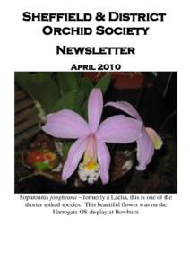 Sheffield & District Orchid Society Newsletter AprilSophronitis jongheana – formerly a Laelia, this is one of the
