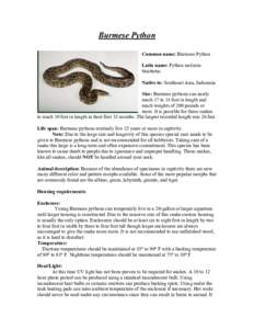 Burmese Python Common name: Burmese Python Latin name: Python molurus biuittatus Native to: Southeast Asia, Indonesia Size: Burmese pythons can easily