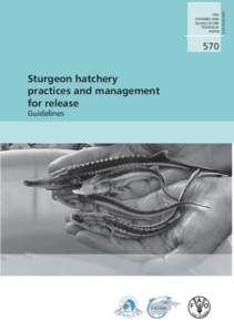 Sturgeon hatchery practices and management for release. Guidelines