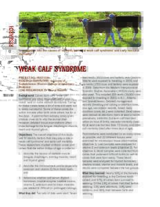 RESEARCH “Investigation into the causes of ‘stillbirth/perinatal weak calf syndrome’ and early neonatal mortality” WEAK CALF SYNDROME PROJECT NO.: [removed]