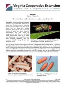 Brachycera / Calliphoridae / Maggot / Fly / Green bottle fly / Phoridae / Calliphora vicina / Forensic entomology / Myiasis