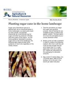 Fitzroy Beckford – Extension Agent  http://lee.ifas.ufl.edu Planting sugar cane in the home landscape Sugar cane (Saccharum genus) is