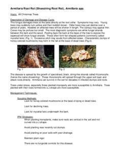 Armillaria Root Rot (Shoestring Root Rot), Armillaria spp. Hosts: All Christmas Trees Description of Damage and Disease Cycle: This fungus damages trees at the base directly at the root collar. Symptoms may vary. Young t
