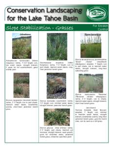Conservation Landscaping for the Lake Tahoe Basin Slope Stabilization - Grasses Achnatherum hymenoides (Indian ricegrass): native, 1’-2.5’ height, sun,