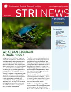 stri.si.edu/sites/strinews  DEC 12, 2014 Blue Oophaga pumilio, Bocas del Toro Panamá Oophaga pumilio azul,