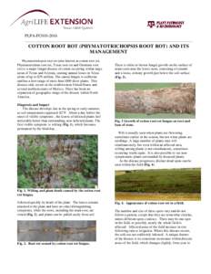 Texas root rot / Agronomy / Pathology / Sclerotiniaceae / Sclerotium / Soil / Root rot / Root / Plant pathology / Fungicide use in the United States / Rhizoctonia solani