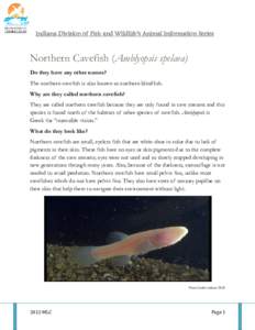 Indiana Division of Fish and Wildlife’s Animal Information Series  Northern Cavefish (Amblyopsis spelaea) Do they have any other names? The northern cavefish is also known as northern blindfish. Why are they called nor