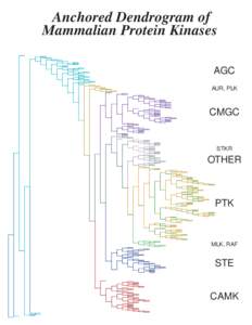 Anchored Dendrogram of Mammalian Protein Kinases AGC AUR, PLK  CMGC