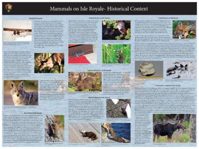 Mammals on Isle Royale- Historical Context Rodent history at Isle Royale Missing Mammals  Trappers were very successful on Isle Royale in the early 1900s.