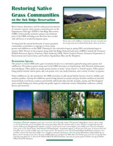 Restoring Native Grass Communities on the Oak Ridge Reservation Before human disturbance and the widespread introduction of nonnative species, native grasses commonly grew on the