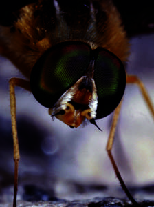 38 | OPN Optics & Photonics News  www.osa-opn.org Insect Eyes Inspire Improved Solar Cells
