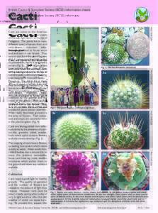 British Cactus & Succulent Society (BCSS) information sheets  Cacti Photo: David Quail  Introduction