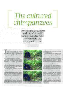 The cultured chimpanzees Do chimpanzees have traditions? As wild populations dwindle, researchers are