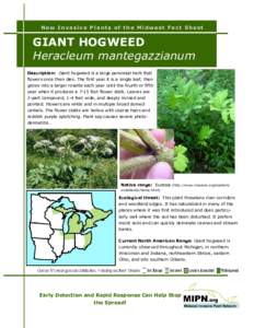 New Invasive Plants of the Midwest Fact Sheet  GIANT HOGWEED Heracleum mantegazzianum Description: Giant hogweed is a large perennial herb that flowers once then dies. The first year it is a single leaf, then