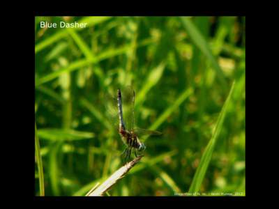 Blue Dasher  Dragonflies of N. Va. – Kevin Munroe, 2012 Flight Record: