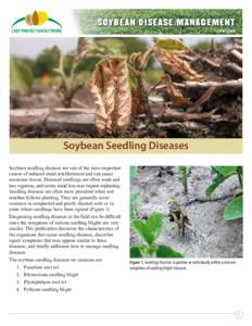 S OY B E A N D I S E A S E M A N A G E M E N T CPN-1008 Soybean Seedling Diseases Soybean seedling diseases are one of the most important causes of reduced stand establishment and can cause