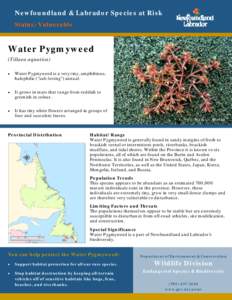Newfoundland & Labrador Species at Risk Status: Vulnerable Water Pygmyweed (Tillaea aquatica) 