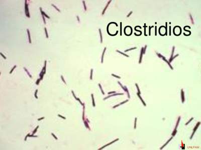 Clostridios  UNLPAM Clostridium botulinum •