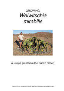 GROWING  Welwitschia