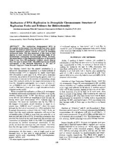 Proc. Nat. Acad. Sci. USA Vol. 71, No. 1, pp[removed], January 1974 Mechanism of DNA Replication in Drosophila Chromosomes: Structure of Replication Forks and Evidence for Bidirectionality (electron microscopy/Okazaki fr