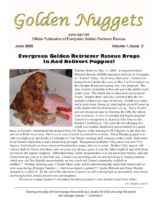 JuneVolume 1, Issue 2 Evergreen Golden Retriever Rescue Drops In And Delivers Puppies!