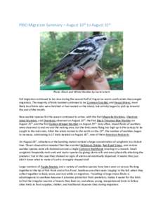 PIBO Migration Summary – August 16th to August 31st  Photo: Black and White Warbler by Sachi Schott Fall migration continued to be slow during the second half of August as warm south winds discouraged migration. The ma