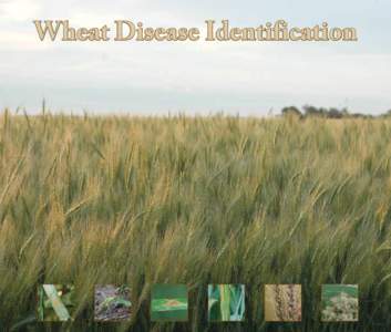 Wheat Disease Identification  Contents Diseases affecting heads and grain