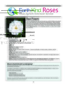 Sea Foam:  This is a rambling rose that can be used as a short climber or as ground cover. Sea Foam can be the answer to embankments. Want a ground cover that you can shape a little with very small bamboo stakes instead 