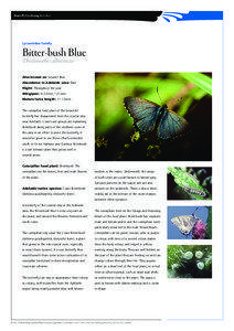Butterfly Gardening Fact sheet  Lycaenidae family