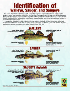 Identification of  Walleye, Sauger, and Saugeye The Kansas Department of Wildlife and Parks has stocked sauger and saugeye (a hybrid of the walleye and the sauger) in federal reservoirs where walleye have not flourished.