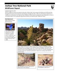 Joshua Tree National Park Wildflower Report Updated April 10, 2015 Weekly wildflower reports are posted on the park website, http://www.nps.gov/jotr/planyourvisit/blooms.htm, throughout the peak season (typically mid-Feb