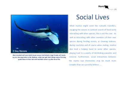 Page |1  Social Lives While mantas might seem like nomadic travellers, voyaging the oceans in constant search of food rarely interacting with other species, this is not the case. As