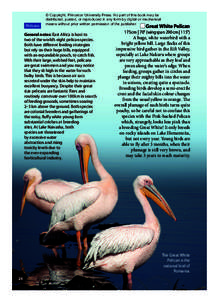 Pelicans  © Copyright, Princeton University Press. No part of this book may be distributed, posted, or reproduced in any form by digital or mechanical means without prior written permission of the publisher.