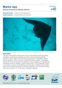 Fact sheet for the 16th Meeting of the Conference of the Parties (CoP16) to the Convention on International Trade in Endangered Species of Wild Fauna and Flora (CITES)  Manta rays PROPOSAL