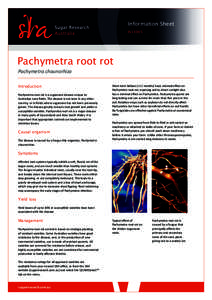 Information Sheet IS13005 Pachymetra root rot Pachymetra chaunorhiza Introduction