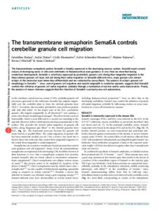 © 2005 Nature Publishing Group http://www.nature.com/natureneuroscience  ARTICLES The transmembrane semaphorin Sema6A controls cerebellar granule cell migration