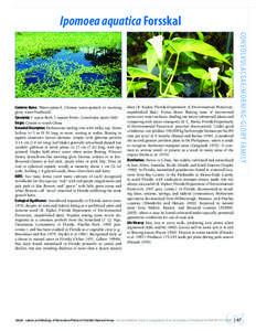 Ipomoea aquatica Forsskal  lakes (R. Kipker, Florida Department of Environmental Protection, unpublished data). Forms dense floating mats of intertwined stems over water surfaces, shading out native submersed plants and 