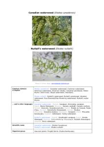 Canadian waterweed (Elodea canadensis)  Nuttall’s waterweed (Elodea nuttallii) Photos © Armin Jagel, www.botanik-bochum.de